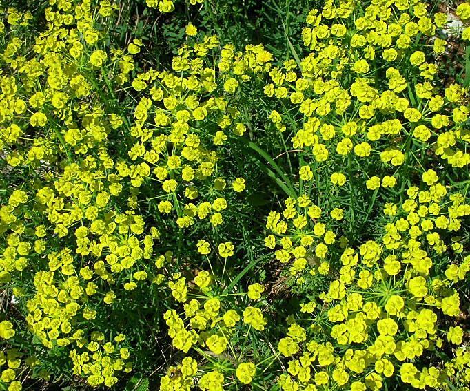 Euphorbia cyparissias / Euforbia cipressina